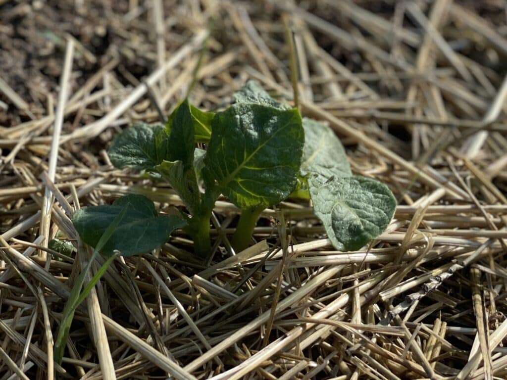 Yukon Gold Potatoes when they first emerge