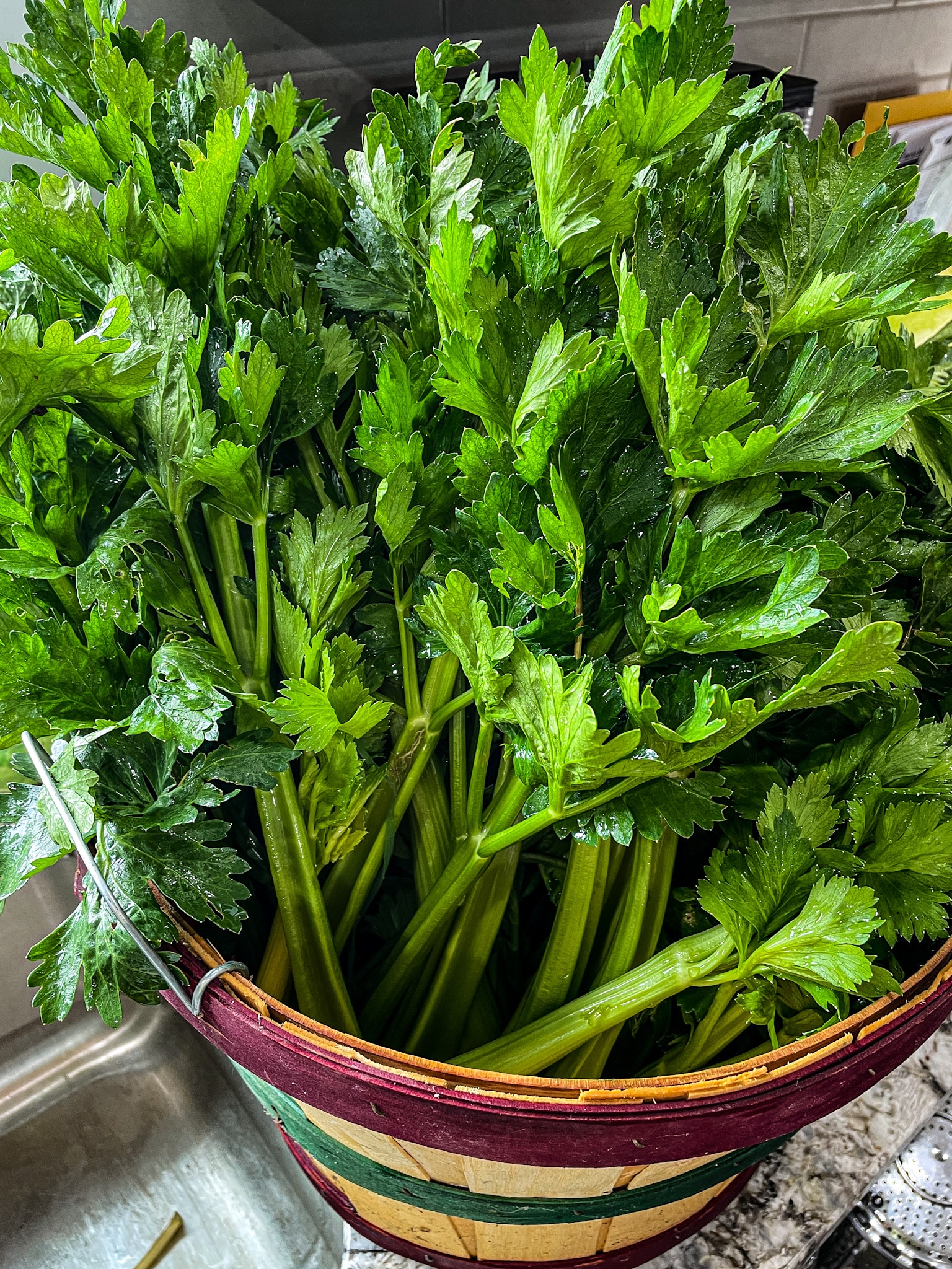 Trimmed Celery Ready to be chopped up