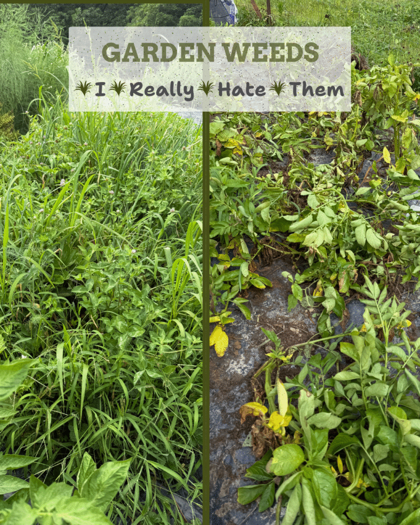 My Potato Patch Before and After Weeding