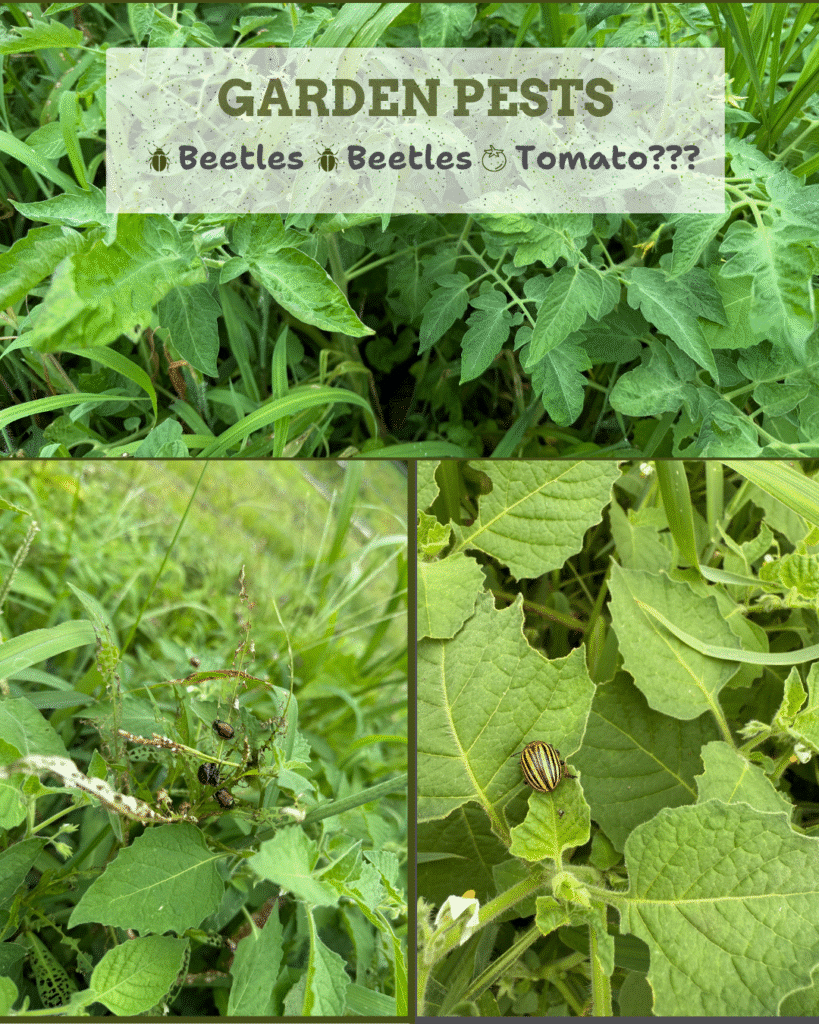 Japanese Beetles, Rogue Tomato Plant and Colorado Potato Beetle