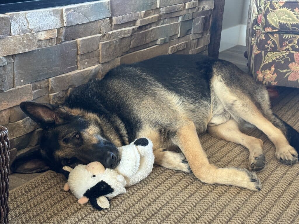 a German Shepard Dog