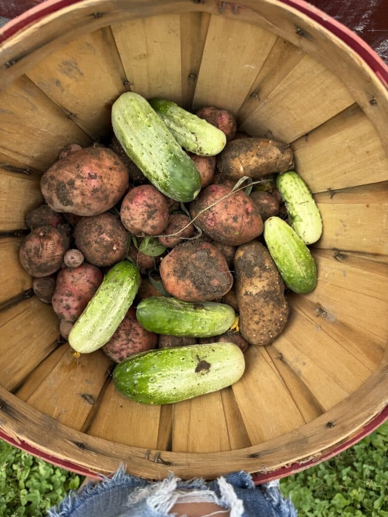 Garden Fresh Potatoes and Cucumbers