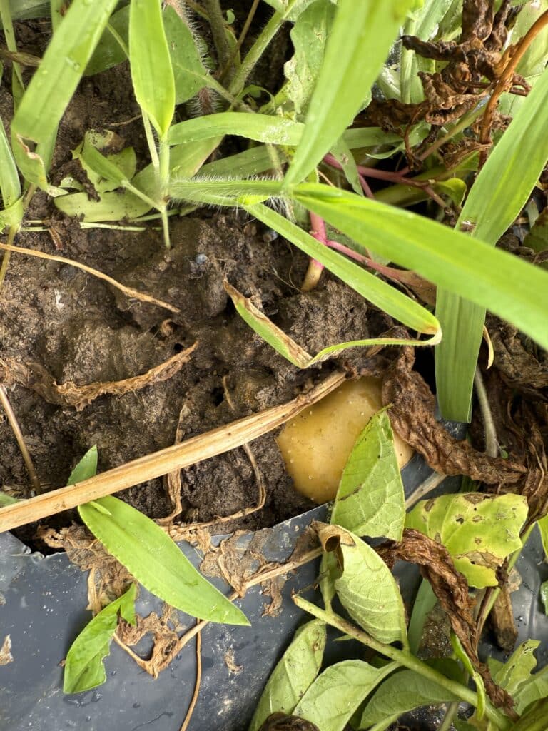 Potatoes Growing on Top of the Ground