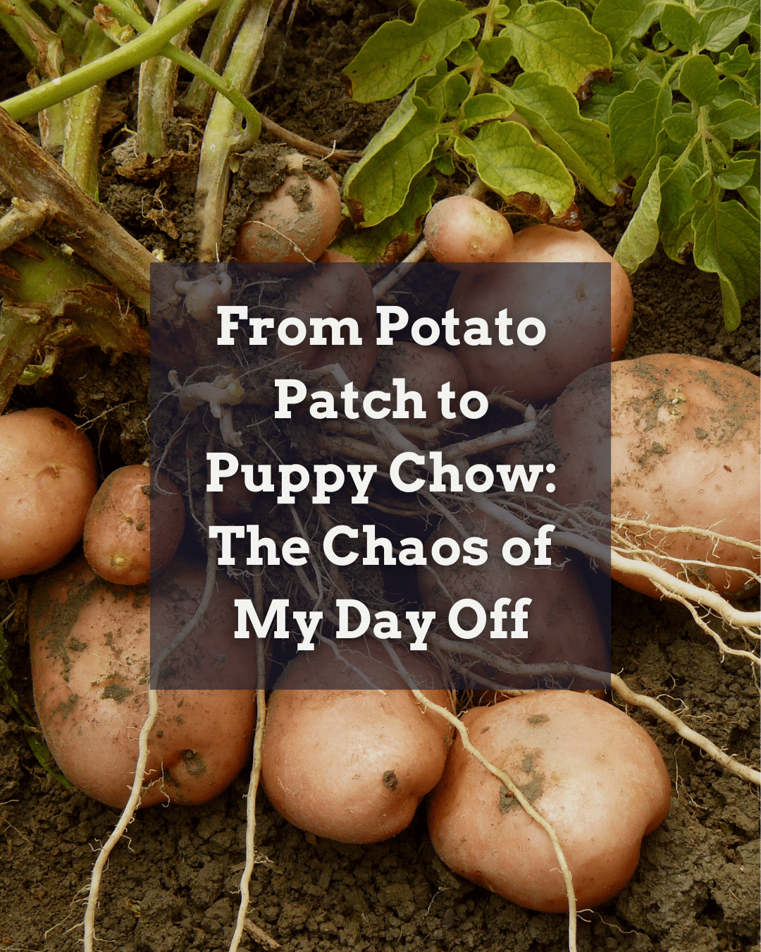 From Potato Patch to Puppy Chow: The Chaos of My Day Off